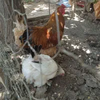 خروس ۱سال ۲ماه برحما ۲ملیون ۵۰۰فقدزنگ بزنید