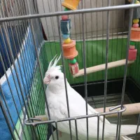 عروس هلندی