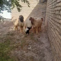 ۴ عدد بره  ۳ نر یک ماده چاق جفتی ۳۶۰۰۰۰۰