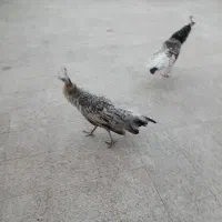 طاووس