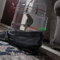 فروش یک  عدد  عروس هلندی