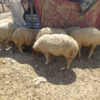 بره ماده داشتی