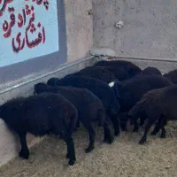 بره ماده  گوسفند