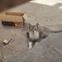 گربه|گربه|صابری, |دیوار
