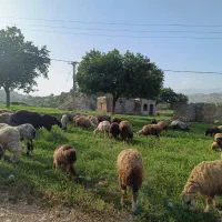 تعداددومیش ویک بره براکشتاری وداشت