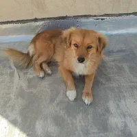 سگ اشپیتز تفت