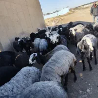 بره زنده در همه وزن