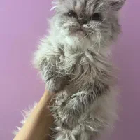 گربه پرشین هیمالین