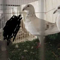 کبوتر سار اوقون نر