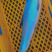 ماهی دریایی بدون استخوان
