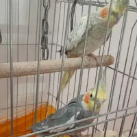 عروس هلندی مولد .نرو و ماده