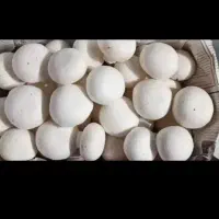 استخدام ویزیتور و پخش کننده قارچ
