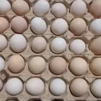 پذیرش انواع تخم مرغ و بلدرچین