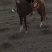 اسب نریون