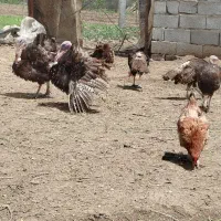 بوقلمون تخم گذار و کشتاری