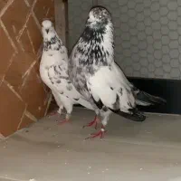 تعدادی کبوتر پرشی ساعت سنگین