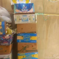 کارتن کارتون