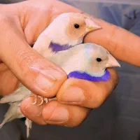 فنچ گلدین بنگالی نرگسی ستاره ای قرمزابی اصلاح شده