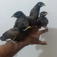 جوجه مینا  دونه خور کاملا  دستی