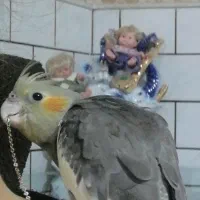 عروس هلندی، لونه عروس هلندی