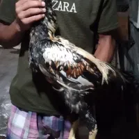 خروس لاری
