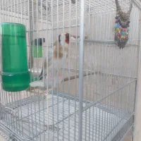 فروش سهره