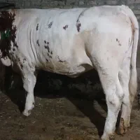 گاو سیمنتال اصل