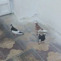 کبوتر رنگی در خورموج