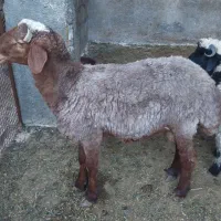 بره نر مناسب پروار و کشتار