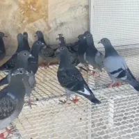 پرنده