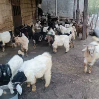 بزغالع
