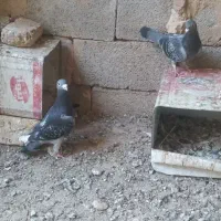 پلاکی نرماده