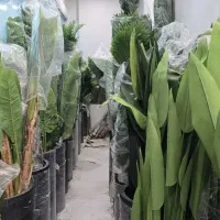 پخش درختچه مصنوعی لمسی درجه یک (عمده فقط همکار)