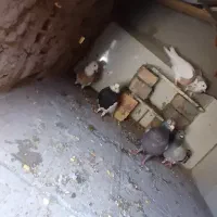 کفتر