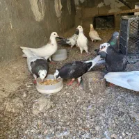 کبوتر