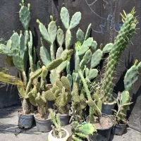گل کاکتوس هر گلدان 100 تومان