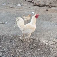 خروس فروشی کسی خواست درخدمتم