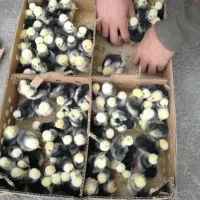 فروش ویژه جوجه سلطان،لهستانی،کوشین،برهما