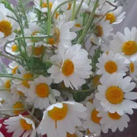 دمنوش های گیاهی