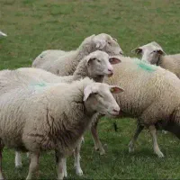 ارسال به کل طهروان زنده