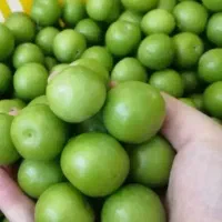 گوجه سبز پر آب. مشتی