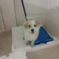 سگ نژاد دار بامزه