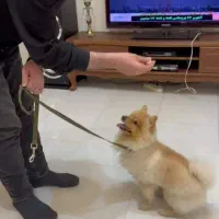 آموزش سگ/تربیت اصولی سگ‌های خانگی در مهرشهر کرج