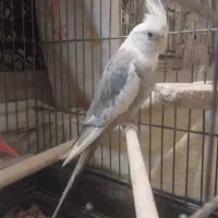 عروس هلندی رنگ خاص