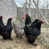 جوجه مرغ برهما لایت . بلک . دارک