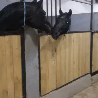 آموزش سوارکاری ،خرید و فروش اسب