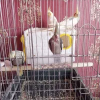 دو عدد جوجه عروس هلندی  نرمخور