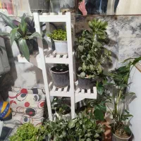 فروش گل تخفیف عالی