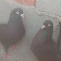 زاغ