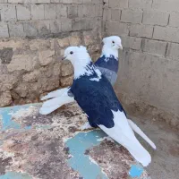 کبوتر|پرنده|محمدیار, |دیوار